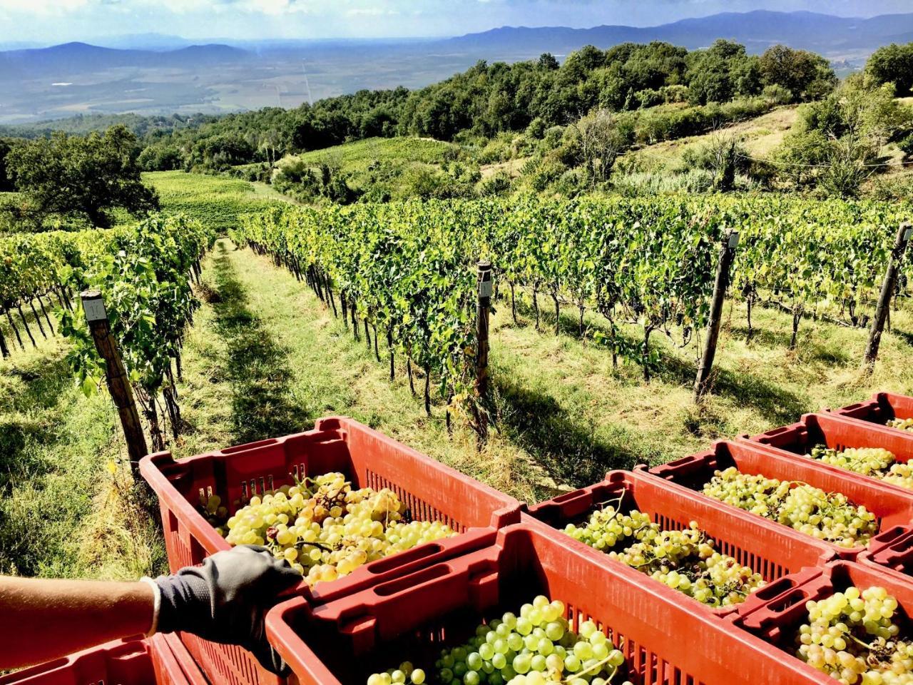 Valdonica Winery Fine Dine & Wine Hotel Sassofortino Exterior photo
